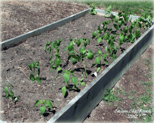 Pepper plot spring 2012