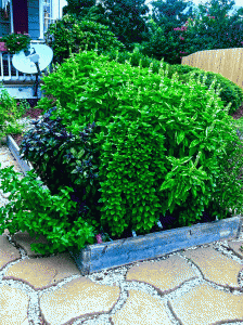 Raised bed of basil in the front yard