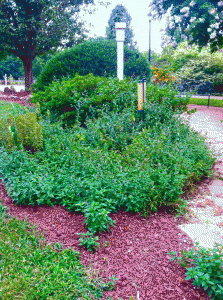 Spearmint and oregano bed in front yard