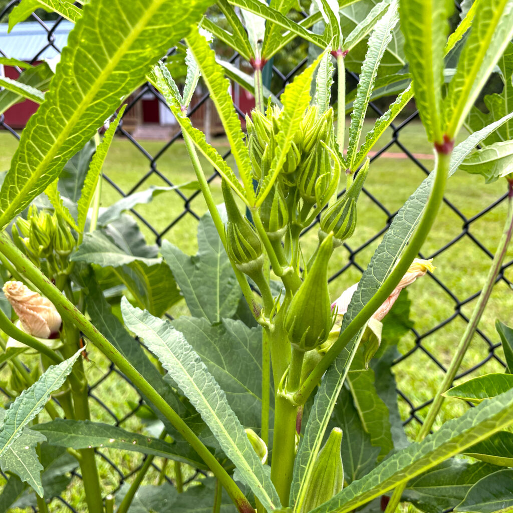 Okra  Plant