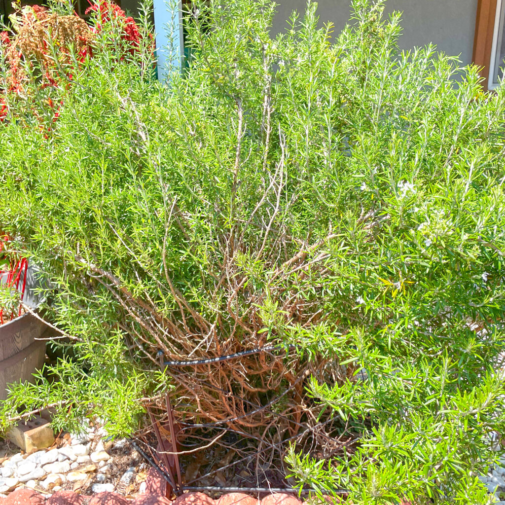 Rosemary bush at 5-years