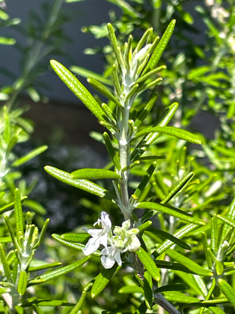 Rosemary stem and flowering