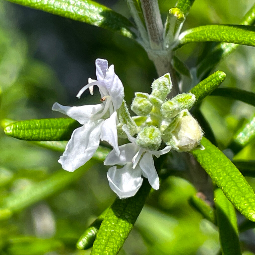 Rosemary Flowering