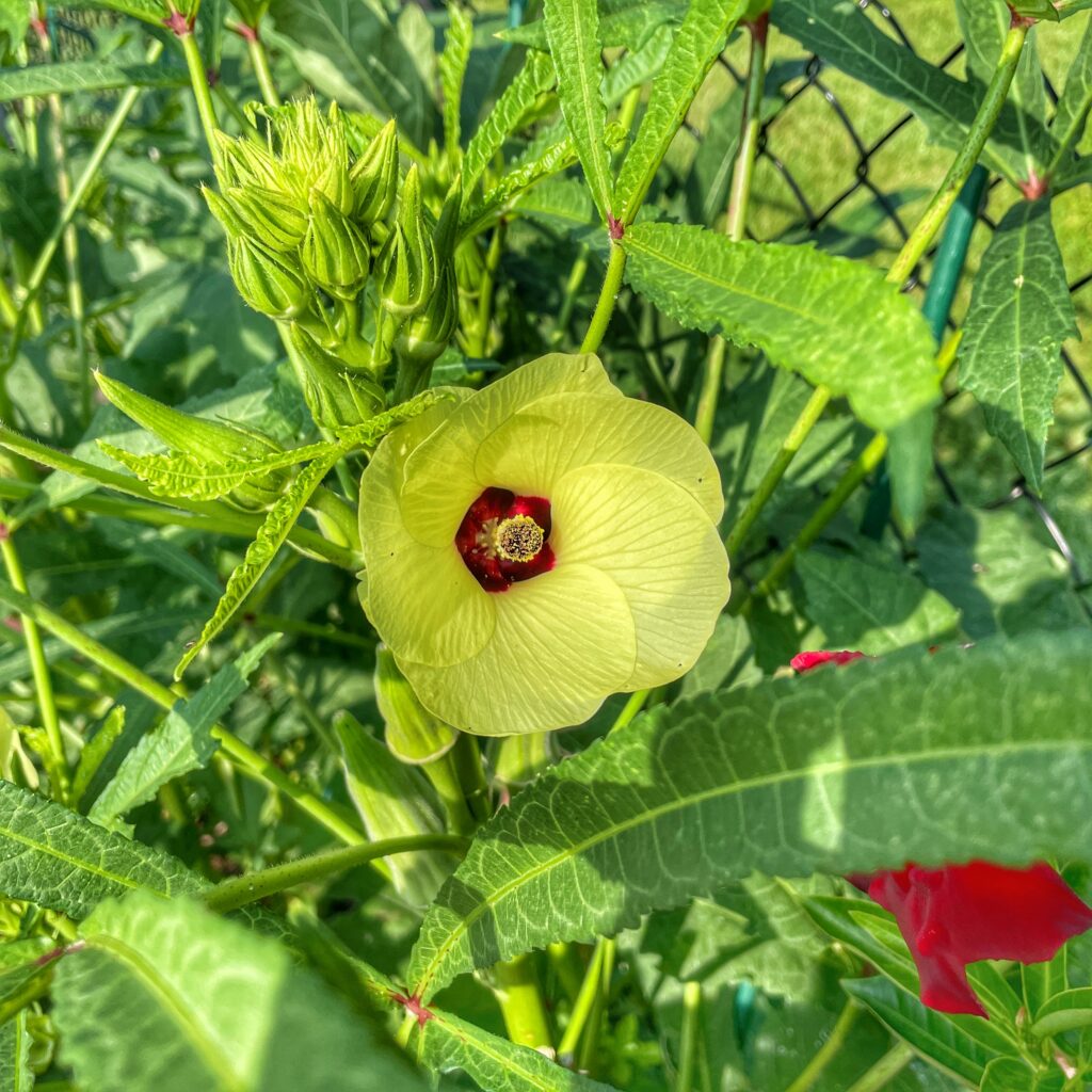 Okra flower