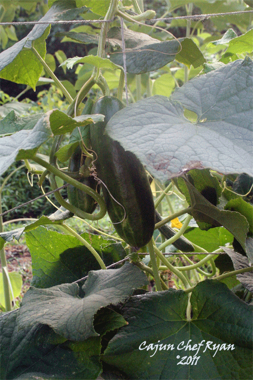 Cucumber on the vine