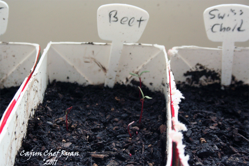 Within seven to ten days sprouts started to appear in several of the block
