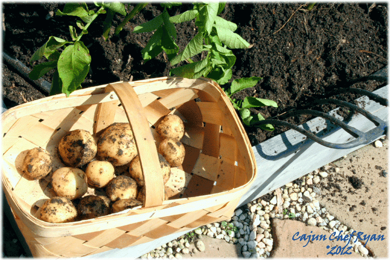 Harvesting Yukon Gold potatoes