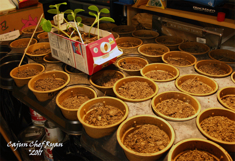 Transplanted seedling starters into larger pots