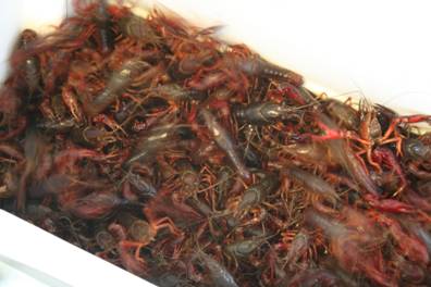 A mess of live crawfish