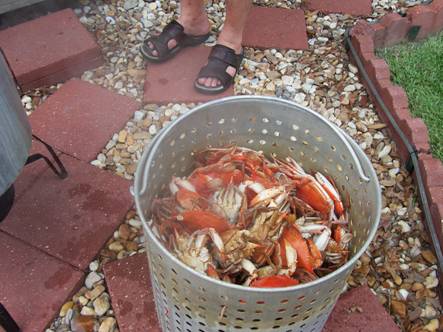 Hot boiled crabs ready to eat